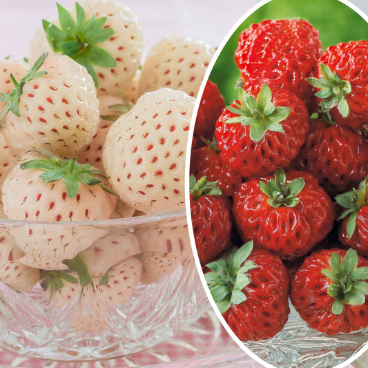 Sammlung von originellen Erdbeerpflanzen - Fragaria pineberry ® framberry ® - Obst