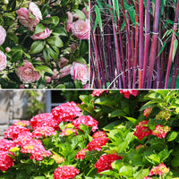 Bauern Bauernhortensie, Japanische Kamelie, Bambus (x3) - Hydrangea macrophylla, camelia japonica, fargesia - Gartenpflanzen