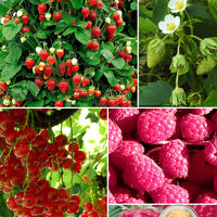 Sammlung von Obstbäumen mit roten Früchten (x9) - Rubus idaeus 'sumo 2', ribes rubrum 'rovada', frag - Obst