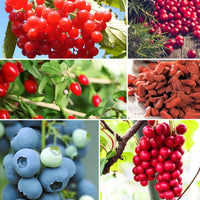 Verkauf Vitamin Obstbaum Mischung