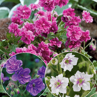 Sammlung mehrjähriger Geranien mit gefüllten Blüten (x6) - 2geranium caeruleum, 2 double jewel, 2 birch double - Sträucher und Stauden