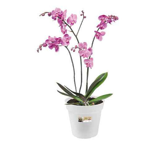 Elho Orchideen Blumentopf Green Basics rund transparent - Bakker