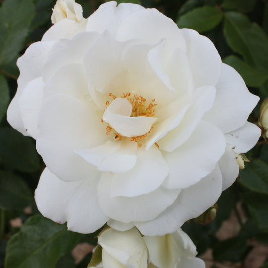 Beetrose Iceberg - Bakker