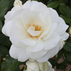 Beetrose Iceberg - Bakker