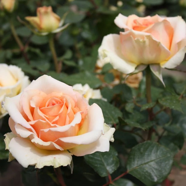 Rose Tahiti - Rosa tahiti - Gartenpflanzen