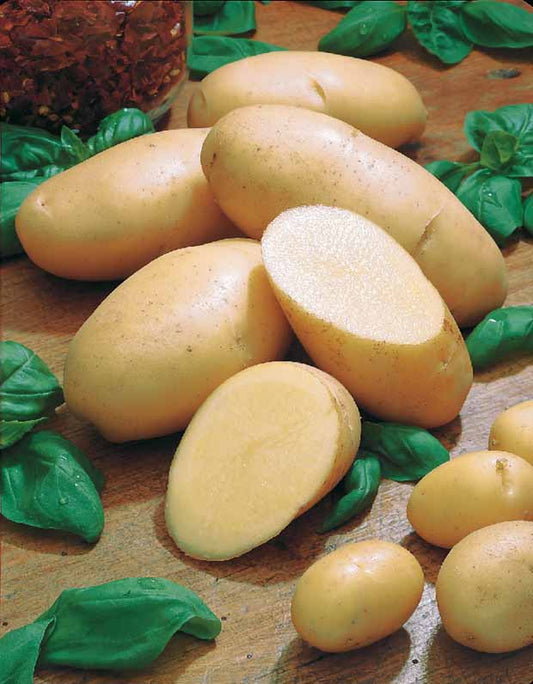 Kartoffel Belle de Fontenay - Solanum tuberosum belle de fontenay - Gemüsegarten