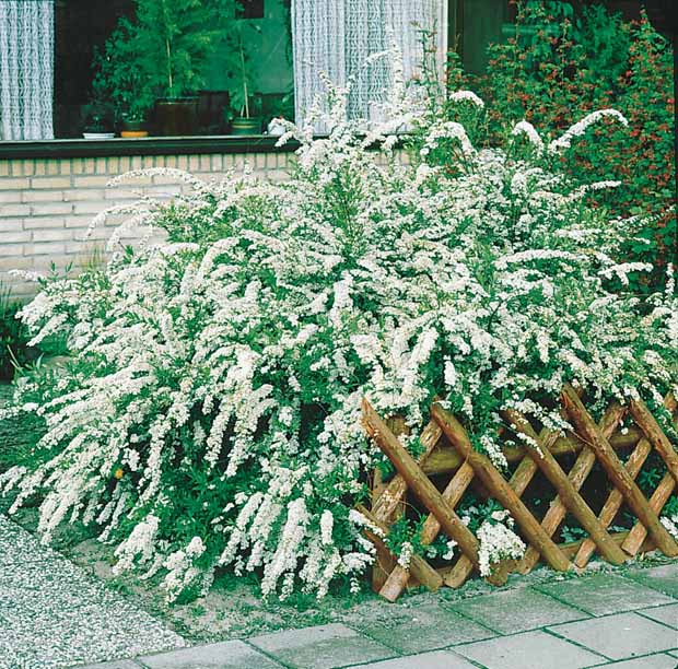 Hypericum, spiraea, ligustrum aureum, caryopteris,