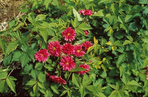 Johanniskrau, Spierstrauch, Gold-Liguster, Bartblume - Hypericum, spiraea, ligustrum aureum, caryopteris, - Pflanzenarten