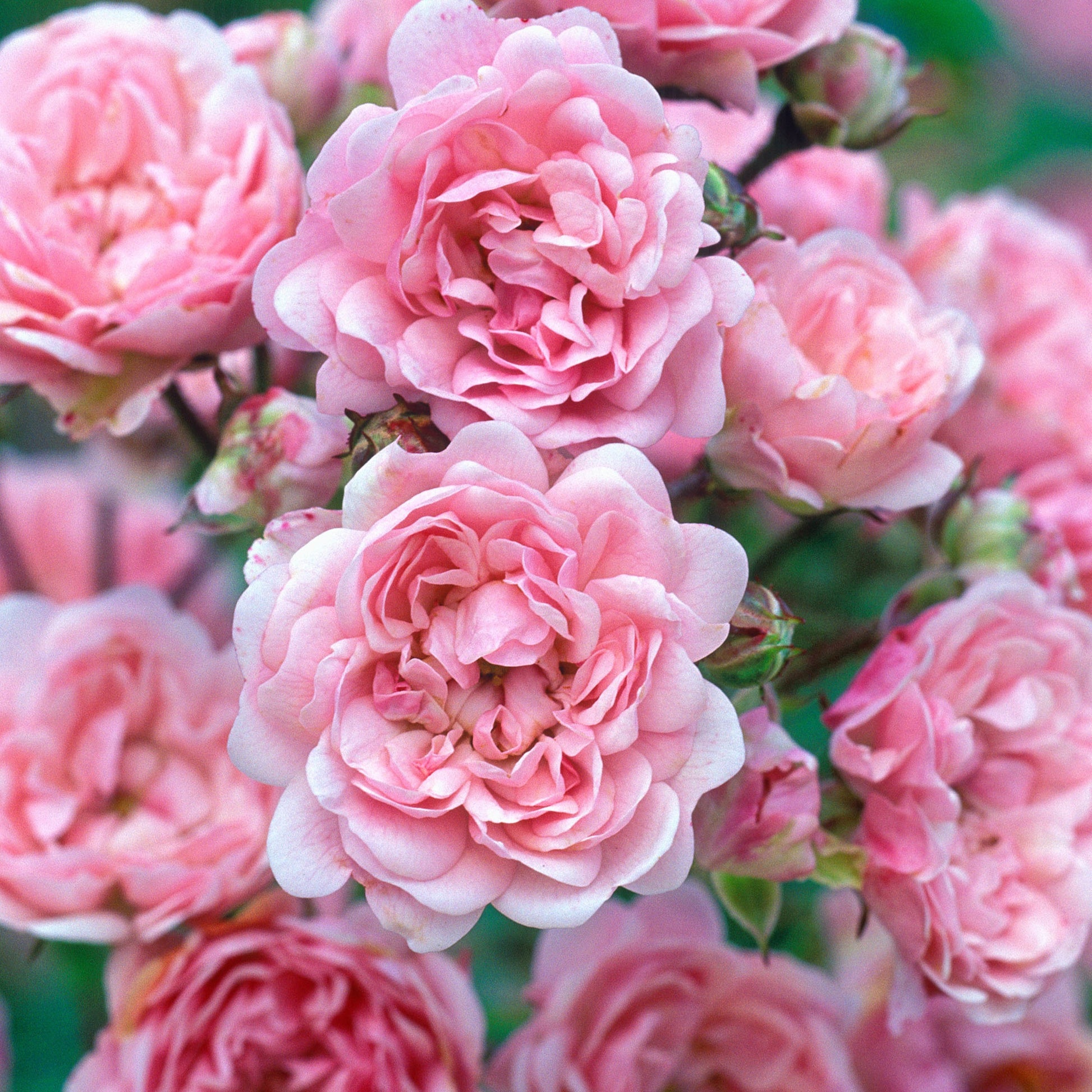 Rose Rosa 'The Fairy'® - Rosa polyantha 'the fairy' - Bodendeckende Rosen