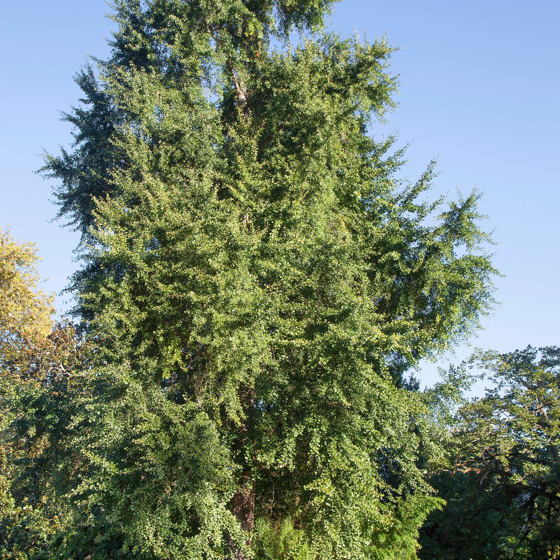 Japanischer Nussbaum - Ginkgo biloba - Gartenpflanzen