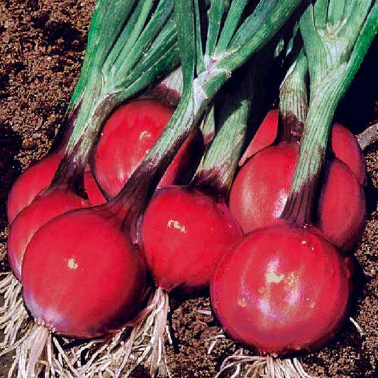 Lauchzwiebel Apache - Bakker