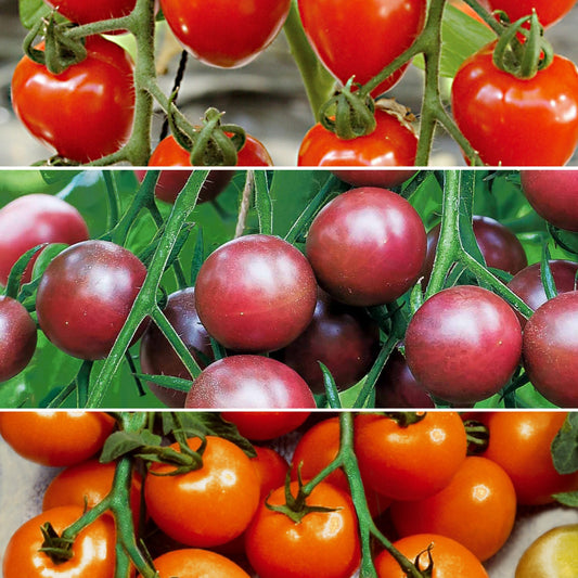 Sammlung von Kirschtomaten - Collection tomates cerises - Gemüsegarten