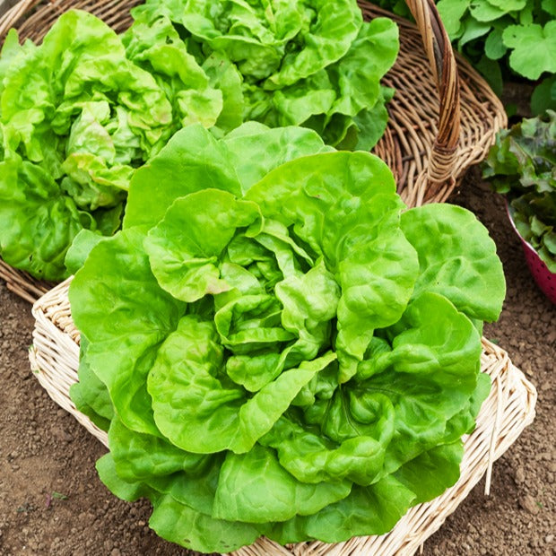 Kopfsalat ‘Reine de Mai’ Bio