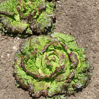 Roter Kopfsalat Grenobloise - Lactuca sativa capitata rouge grenobloise - Gemüsegarten