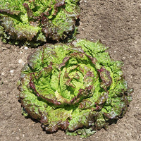Lactuca sativa Blonde de Paris, Rouge grenobloise, Dorée de printemps - Bataviasalat Mischung (Blonde de Paris,Rouge grenobloise, Dorée de p) - Samen für Salate