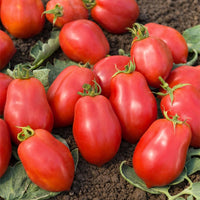 Roma-Tomate VF - Solanum lycopersicum roma vf - Gemüsegarten