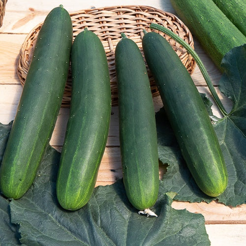 Gurke Tanja - Cucumis sativus tanja - Gemüsegarten