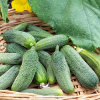 Gurke Vert Petit de Paris - Cucumis sativus vert petit de paris - Bakker