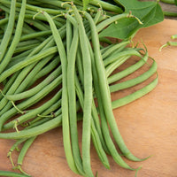 Grüne Bohne Braimar - Phaseolus vulgaris braimar - Saatgut