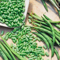 Saatgut - Phaseolus vulgaris chevrier vert flagrano - Bakker