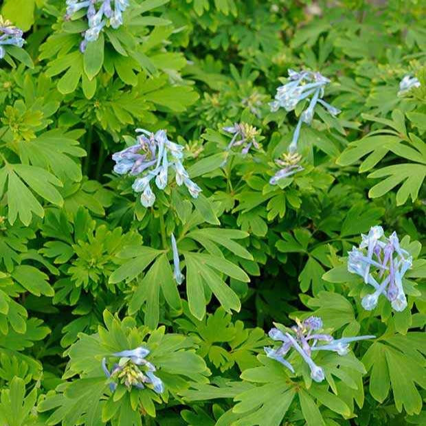 Lerchensporn Blue Line ® Couriblue - Corydalis x blue line ® ‘couriblue’ - Gartenpflanzen