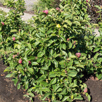 Magnolie Genie - Magnolia Genie - Gartenpflanzen