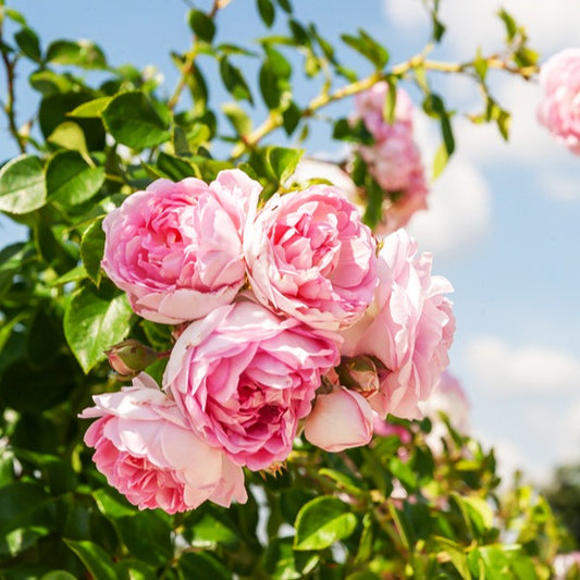 Kletterrose Jasmina Korcentex - Bakker