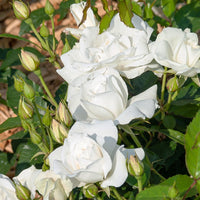 Stockrose Korbin - Rosa korbin - Pflanzensorten