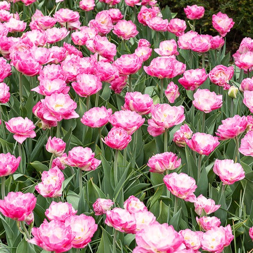 Pfingstrosen Tulpe rosa (x10) - Tulipa pink size - Blumenzwiebeln Frühlingsblüher