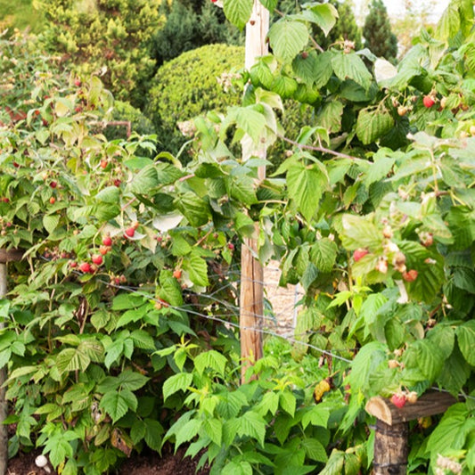 Himbeere Sumo 2 - Rubus idaeus sumo 2 - Obst