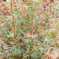 Ahorn Taylor - Acer palmatum taylor - Gartenpflanzen