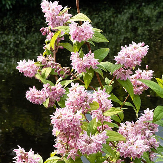 Erdbeerduft-Deutzie - Deutzia strawberry field - Sträucher und Stauden