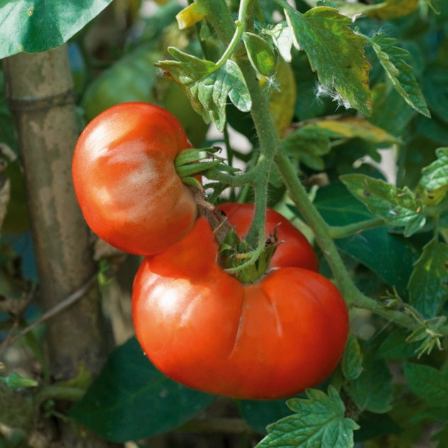 Tomate Marmande Pflanzen - Solanum lycopersicum marmande - Gemüsegarten