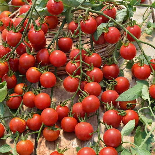 Rote Kirschtomate Supersweet 100 - Solanum lycopersicum supersweet 100 - Gemüsegarten
