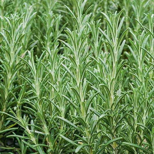 Rosmarin Pflanze - Bakker