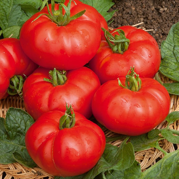 Samen für Tomaten - Fleischtomate Marmande - Solanum lycopersicum marmande