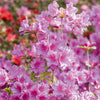 Japanische Azalee rosa - Azalea japonica pink - Gartenpflanzen