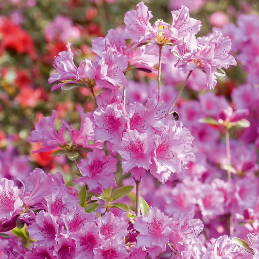 Japanische Azalee rosa - Bakker