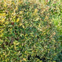 Olweide - Eleagnus pungens maculata - Gartenpflanzen
