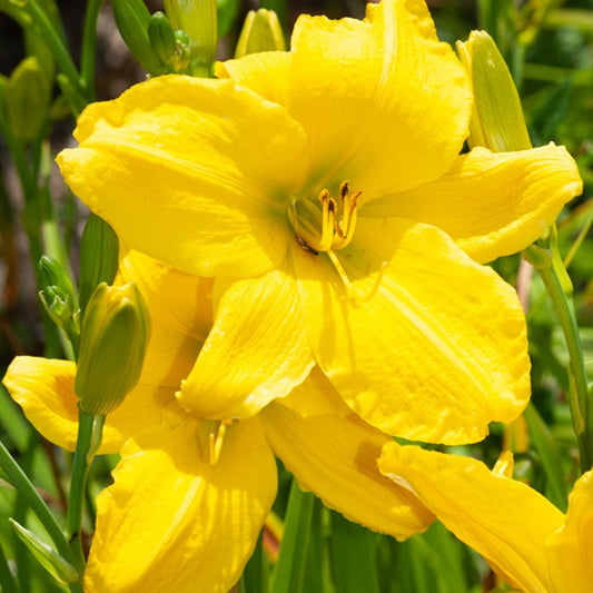 Hemerocallis Mary Todd - Bakker