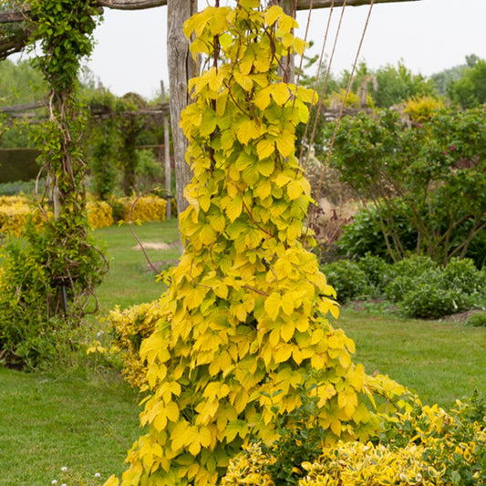 Gold-Hopfen Aureus - Humulus lupulus Aureus - Kletterpflanzen