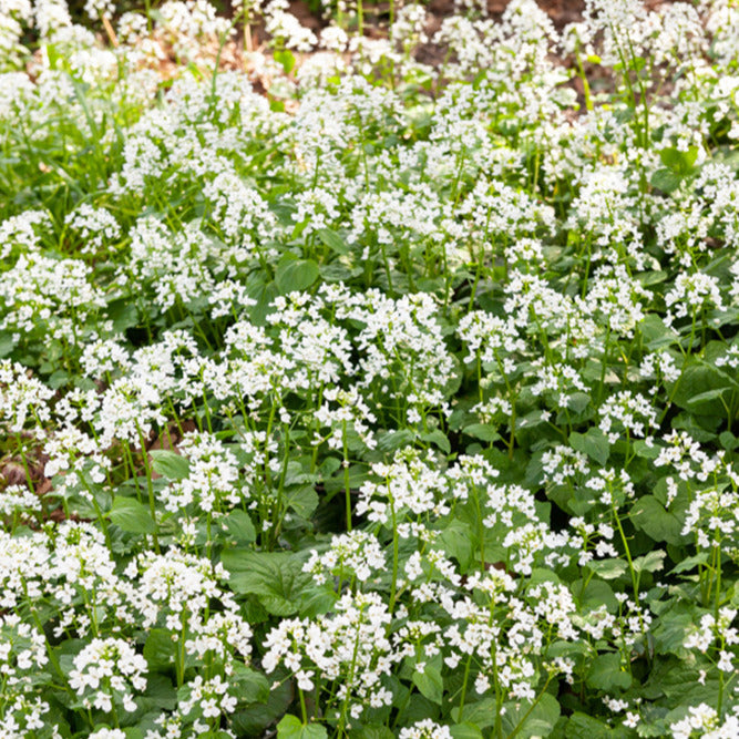 Großblättrige Schaumkraut - Pachyphragma macrophyllum - Gartenpflanzen