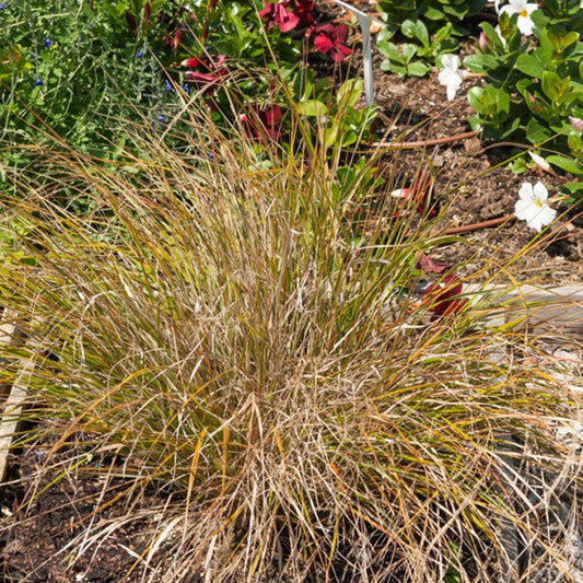 Federgras - Stipa arundinacea - Bakker