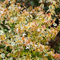 Großblumige Abelie 'Kaleidoscope - Abelia grandiflora 'kaleidoscope' (r) - Gartenpflanzen