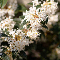 Burkwoods Duftblüte - Osmanthus burkwoodii - Gartenpflanzen