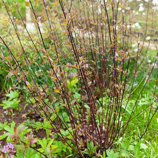 Schwarzholzhartriegel Kesselringii - Cornus alba kesselringii - Gartenpflanzen