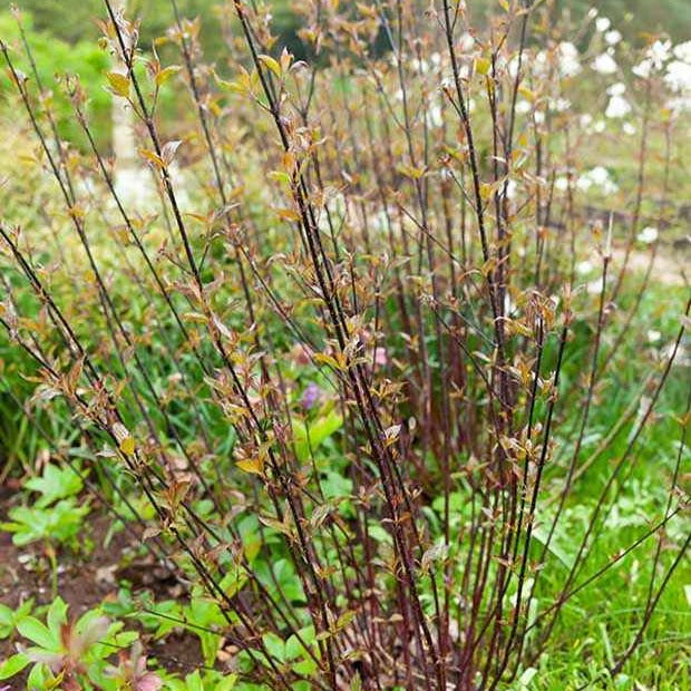 Schwarzholzhartriegel Kesselringii - Cornus alba kesselringii - Gartenpflanzen