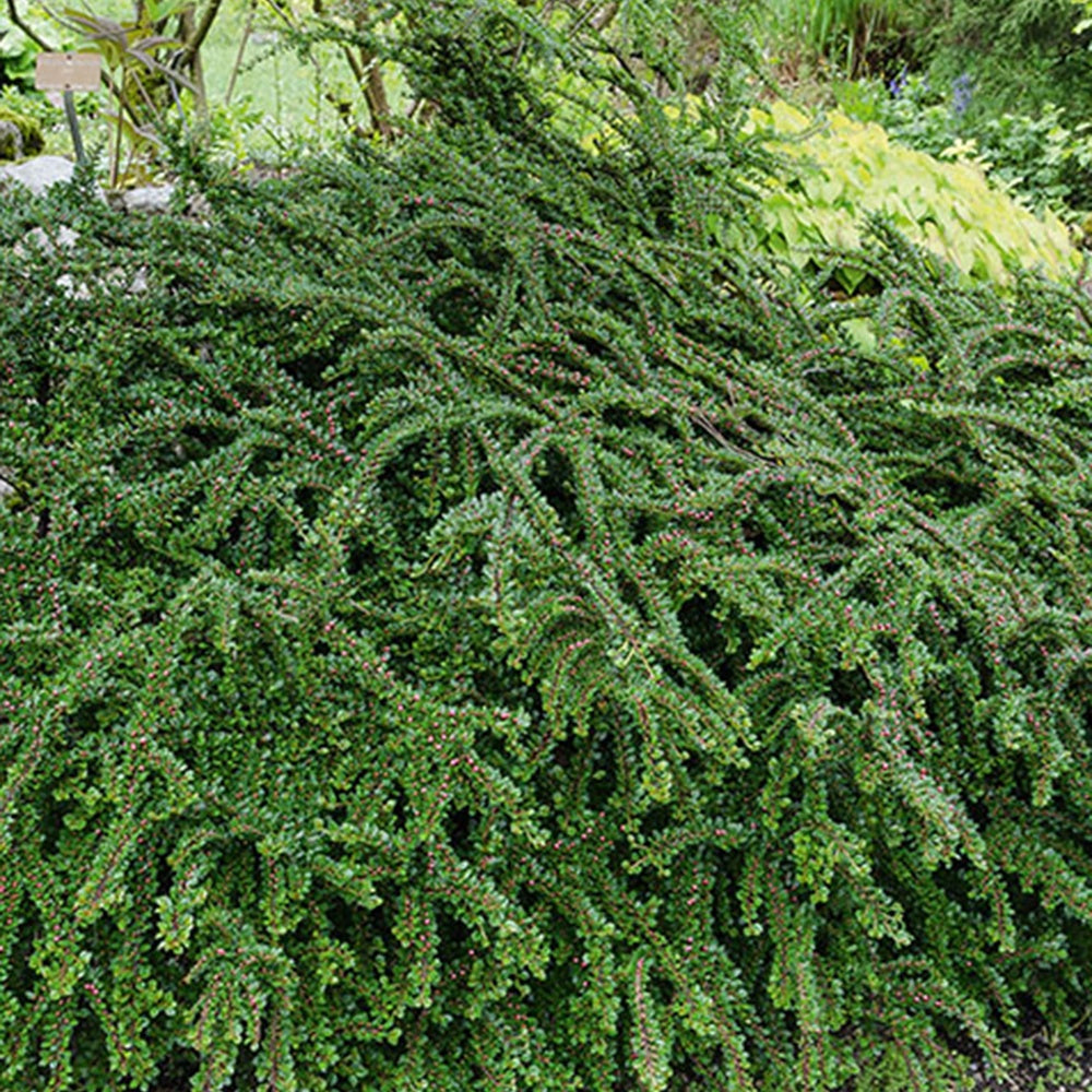 Fächer-Zwergmispel - Cotoneaster horizontalis - Gartenpflanzen