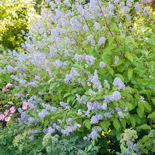 Säckelblume Gloire de Versailles - Ceanothus delilianus gloire de versailles - Gartenpflanzen