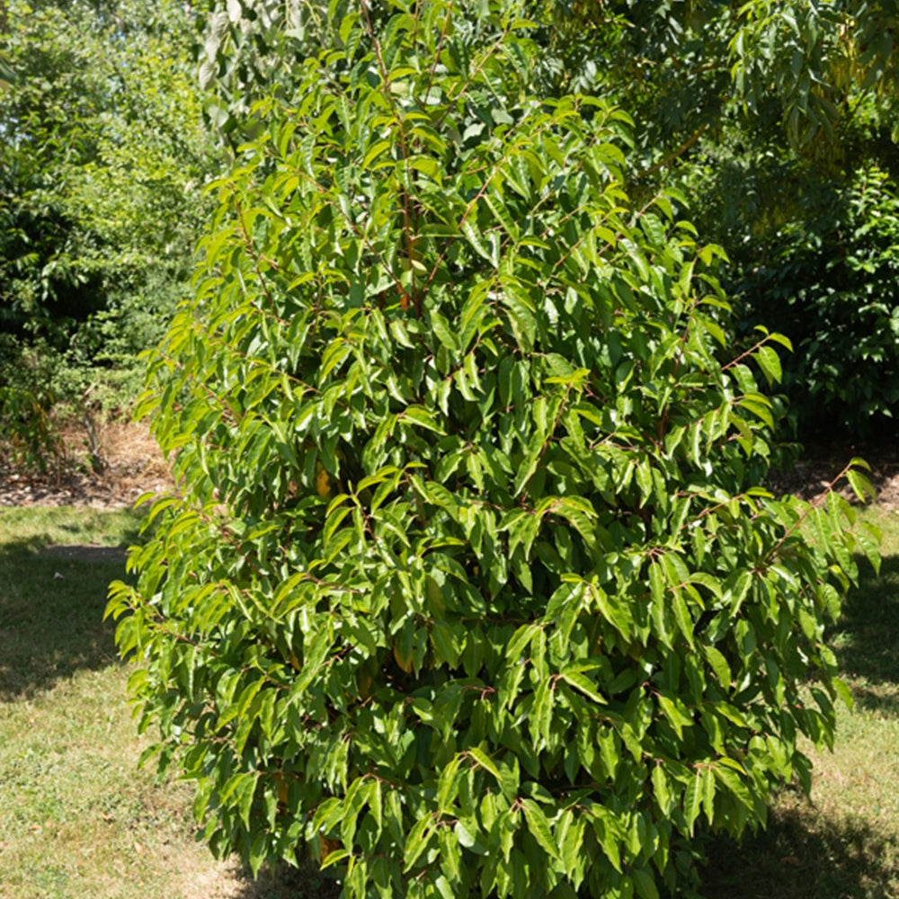 Portugiesischer Kirschlorbeer - Prunus lusitanica - Sträucher und Stauden